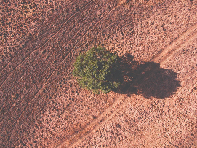 „Tree, shadow, drone view and bird view HD photo“ by Wilco Van Meppelen